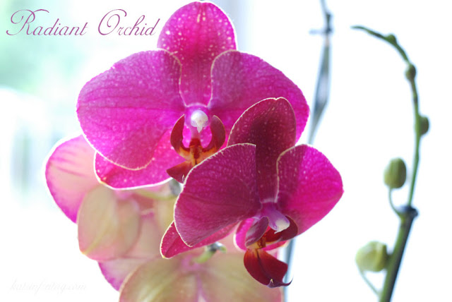 Radiant Orchid Pantone Color of the year 2014
