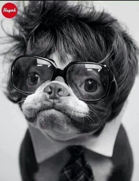 Doggie with glasses